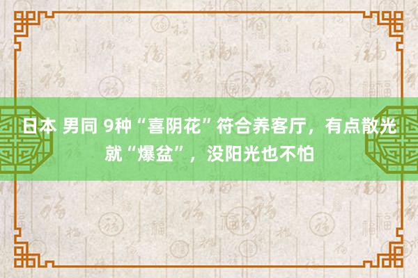 日本 男同 9种“喜阴花”符合养客厅，有点散光就“爆盆”，没阳光也不怕